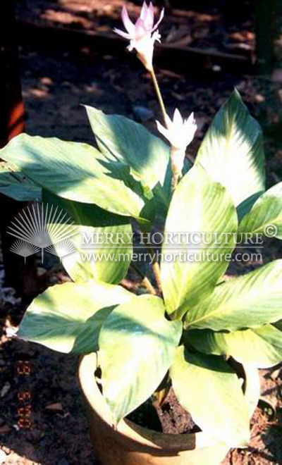 Calathea Loesenerii